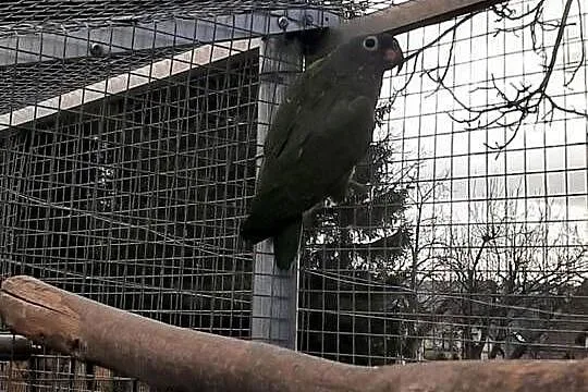 Piony niebieskogłowe, Małopolskie, Skała
