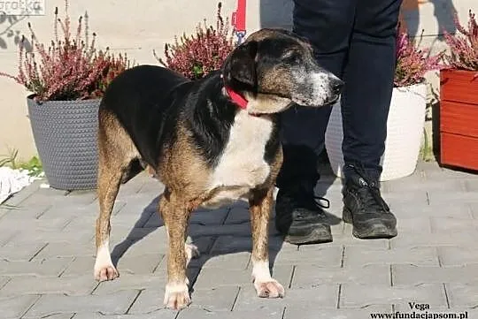 Vega - Kto mnie pokocha ?, Mazowieckie, Nowy Dwór Mazowiecki