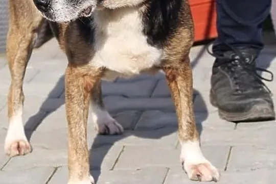 Vega - Kto mnie pokocha ?, Mazowieckie, Nowy Dwór Mazowiecki