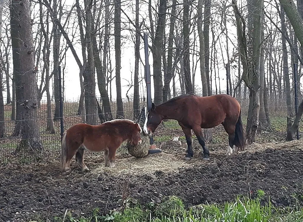 Dzierżawa kuca, ,