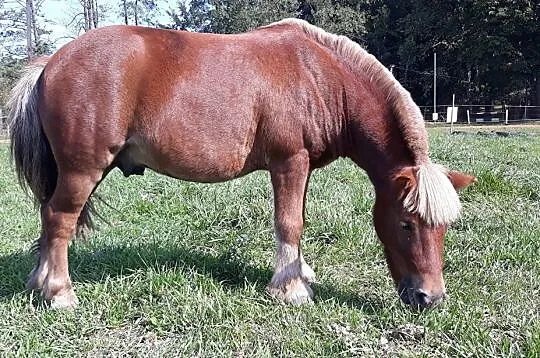 Dzierżawa kuca, , 