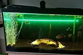 Akwarium Filtry Osprzęt Zestaw