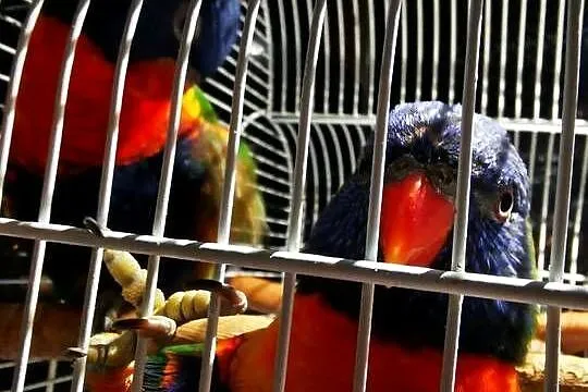 Lorysa Tęczowa dorosła para, Śląskie, Czeladź