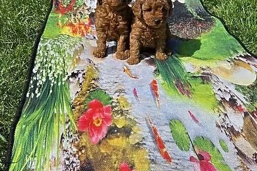 Pudel miniaturowy, Mazowieckie, Radom