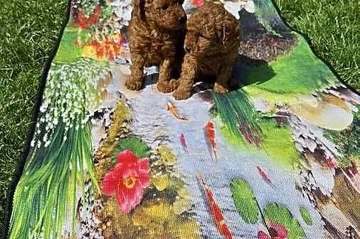 Pudel miniaturowy, Mazowieckie, Radom