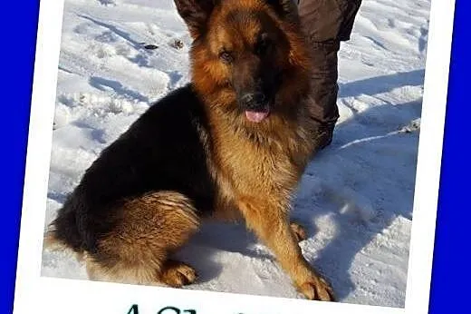 Owczarek Aslan szuka domu . Adopcja !,  małopolskie Kraków