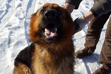 Owczarek Aslan szuka domu . Adopcja !,  małopolski