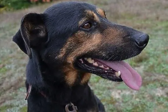 Piesek ze schroniska dla zwierząt w Rybniku, nr 12
