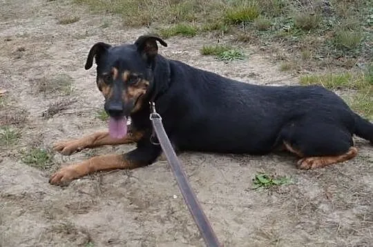 Piesek ze schroniska dla zwierząt w Rybniku, nr 12