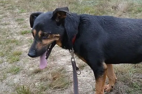 Piesek ze schroniska dla zwierząt w Rybniku, nr 12