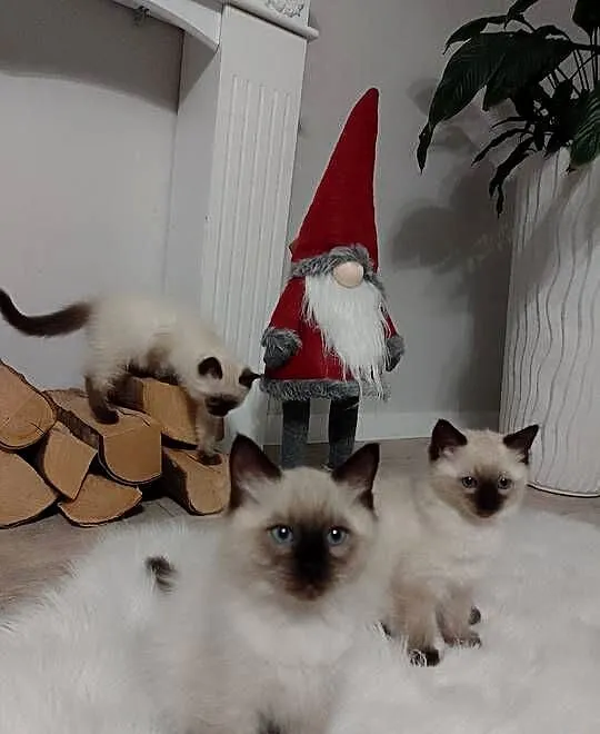 Kocięta rasy Ragdoll, Podkarpackie, Łańcut