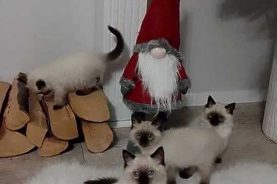 Kocięta rasy Ragdoll, Podkarpackie, Łańcut