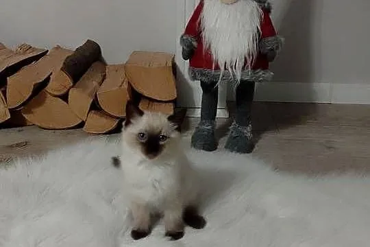Kocięta rasy Ragdoll, Podkarpackie, Łańcut