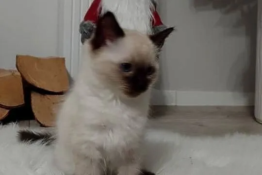 Kocięta rasy Ragdoll, Podkarpackie, Łańcut