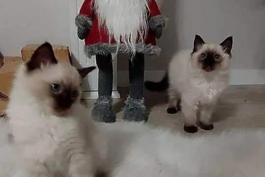 Kocięta rasy Ragdoll, Podkarpackie, Łańcut