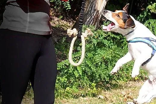 Amortyzator do Szarpaków dla Psa Play Soft PP Hifica, Śląskie, Tychy