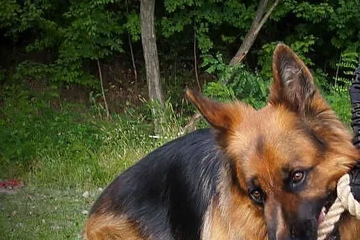Amortyzator do Szarpaków dla Psa Play Soft PP Hifica, Śląskie, Tychy