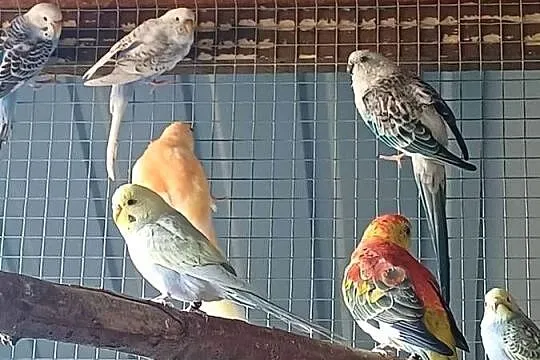 Papugi Faliste nimfy świergotki rozelle rudosterki, Wielkopolskie, Kalisz