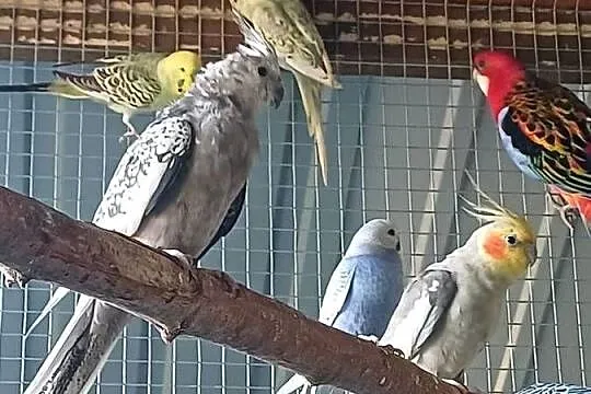 Papugi Faliste nimfy świergotki rozelle rudosterki, Wielkopolskie, Kalisz