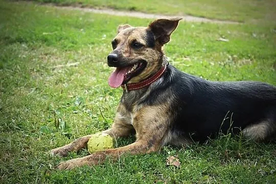 Roczna, aktywna i łagodna suczka, Mili do adopcji