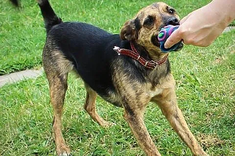 Roczna, aktywna i łagodna suczka, Mili do adopcji