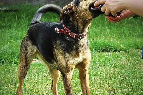 Roczna, aktywna i łagodna suczka, Mili do adopcji