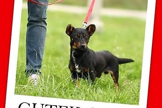 6 kg,młody 2 lata,jamnikowaty,łagodny,wesoły piesek GUTEK.Adopcja,  dolnośląskie Wrocław