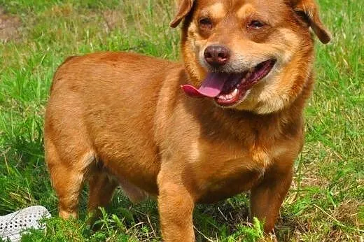 MIĘTUS - świetny, wesoły mały psiak do adopcji,  mazowieckie Warszawa