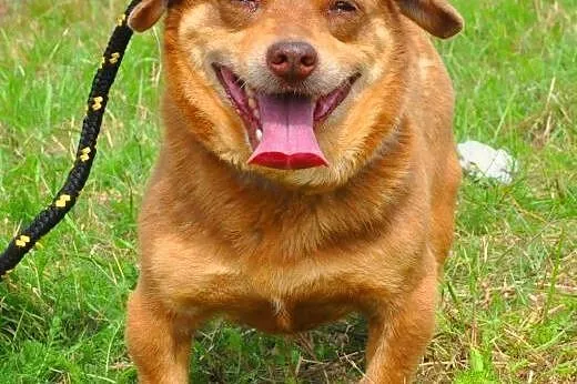 MIĘTUS - świetny, wesoły mały psiak do adopcji,  m