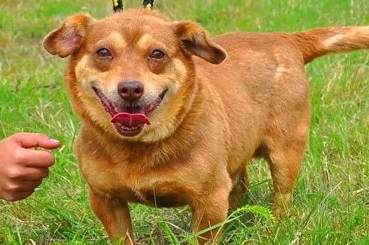 MIĘTUS - świetny, wesoły mały psiak do adopcji,  m