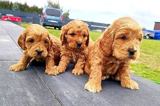 Cockapoo F1