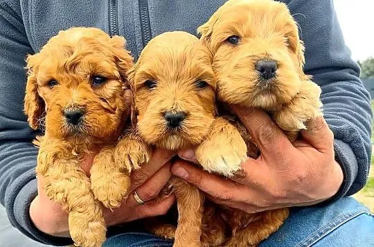 Cockapoo F1, Mazowieckie, Radom