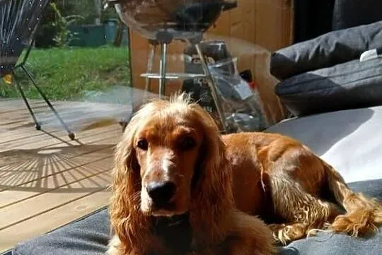 Cockapoo F1, Mazowieckie, Radom