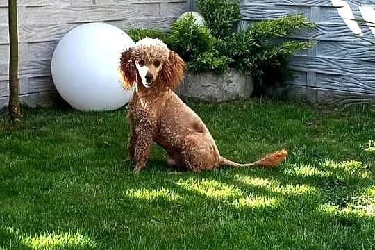 Cockapoo F1, Mazowieckie, Radom