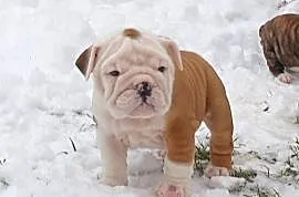 Buldog angielski (FCI) samiec