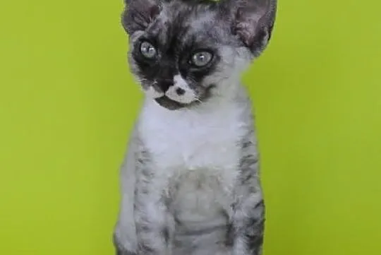 DEVON REX - cudowne kociaki - RÓŻNE KOLORY- Warsza