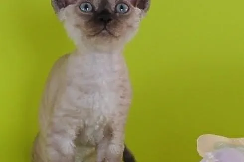 DEVON REX - cudowne kociaki - RÓŻNE KOLORY- Warsza