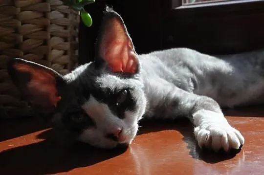 DEVON REX - cudowne kociaki - RÓŻNE KOLORY- Warsza