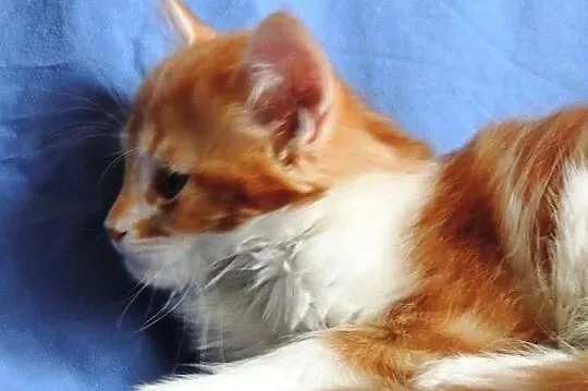 Kocurki