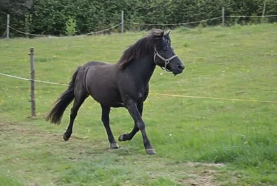 Stanówka ogierem huculskim Alex, , 