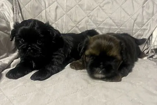 Shih tzu