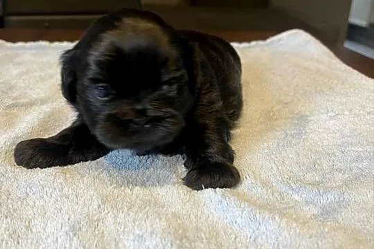 Shih tzu, Zachodniopomorskie, Sianów