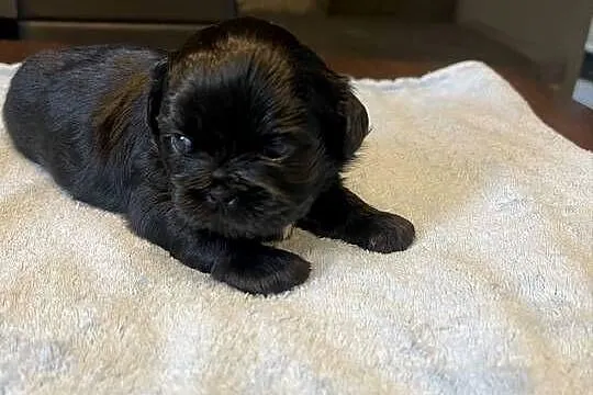 Shih tzu, Zachodniopomorskie, Sianów
