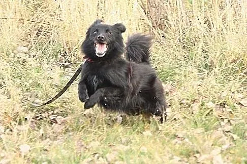 Maks - wesołek do adopcji, dolnośląskie Świdnica