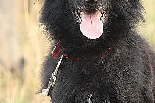 Maks - wesołek do adopcji,  dolnośląskie Świdnica