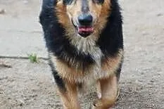 Nikolas to 4 letni psiak do adopcji .,  łódzkie Skierniewice