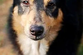 Nikolas to 4 letni psiak do adopcji .,  łódzkie Sk