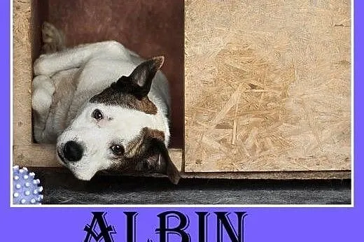 Amstaff mix,dla doświadczonych,aktywny pies ALBIN.