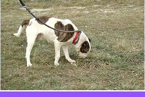 Amstaff mix,dla doświadczonych,aktywny pies ALBIN.