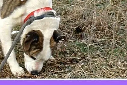Amstaff mix,dla doświadczonych,aktywny pies ALBIN.